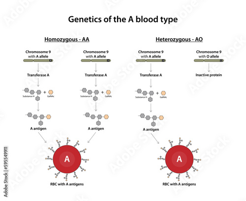 Genetics of the A blood type