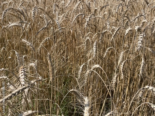 Wheat field