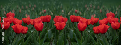 Banner amazing red tulip flowers blooming