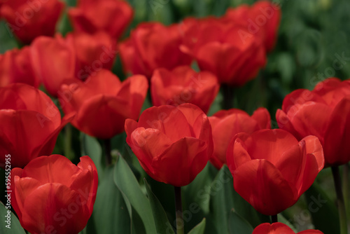 Amazing red tulip flowers blooming in a tulip field, against the background o...