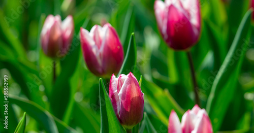 Large orange-yellow tulips in a flower bed.