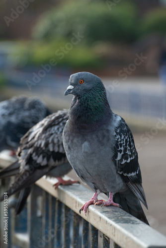 pigeons in their natural environment