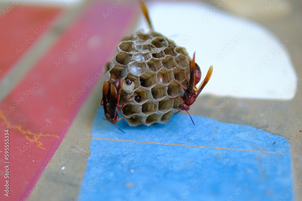 Grooved Insect Nest Insect Photography. Photo of wasp swarming their nest which has fallen ...