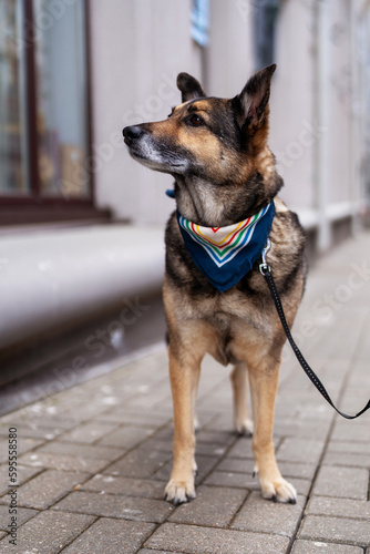 A dog with a colored bandana around his neck. The dog is waiting for the owner near the store. 