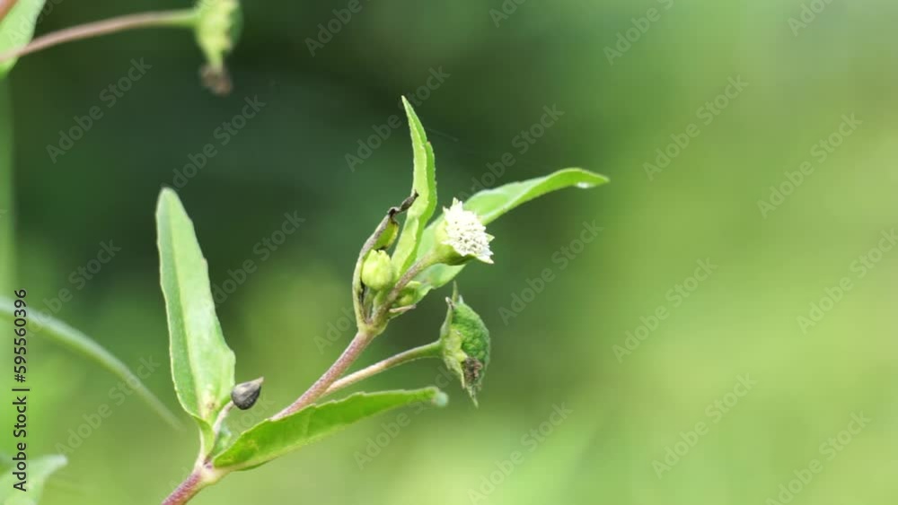 Eclipta alba (Urang-aring, false daisy, false daisy, yerba de tago, Karisalankanni, bhringraj) with natural background. this plant is a species of plant in the sunflower family. Eclipta alba (Urang-aring, false daisy, false daisy, yerba de tago, Karisalankanni, bhringraj) with natural background. this plant is a species of plant in the sunflower family.