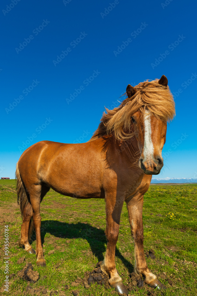 Golden horse around the golden ring in Iceland Golden horse around the golden ring in Iceland