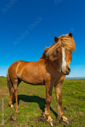 Golden horse around the golden ring in Iceland