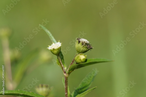 Eclipta alba (Urang-aring, false daisy, false daisy, yerba de tago, Karisalankanni, bhringraj) with natural background. this plant is a species of plant in the sunflower family. photo