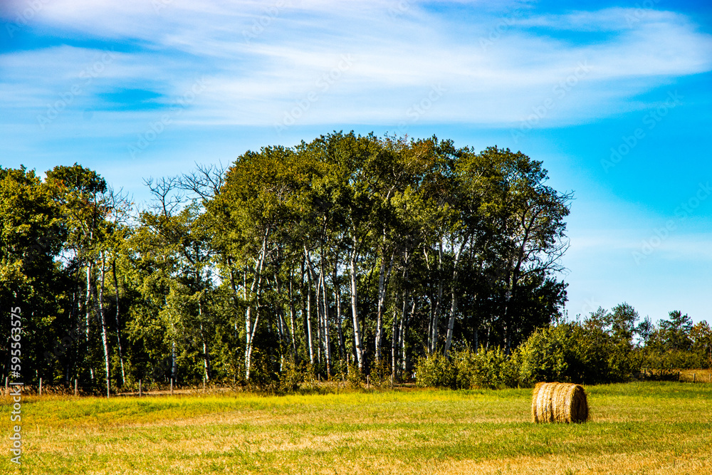 Fototapeta premium Blue skies, ponds and farmers fields on a drive thru Lacombe County, Alberta, Canada