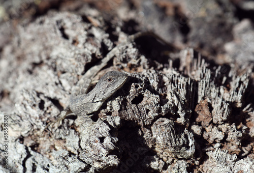 Australian native Jacky Dragon lizard, Amphibolurus muricatus, family Agamidae, camouflaged on a wooden tree stump in woodland in Sydney, New South Wales. Endemic to southeast coast of Australia.