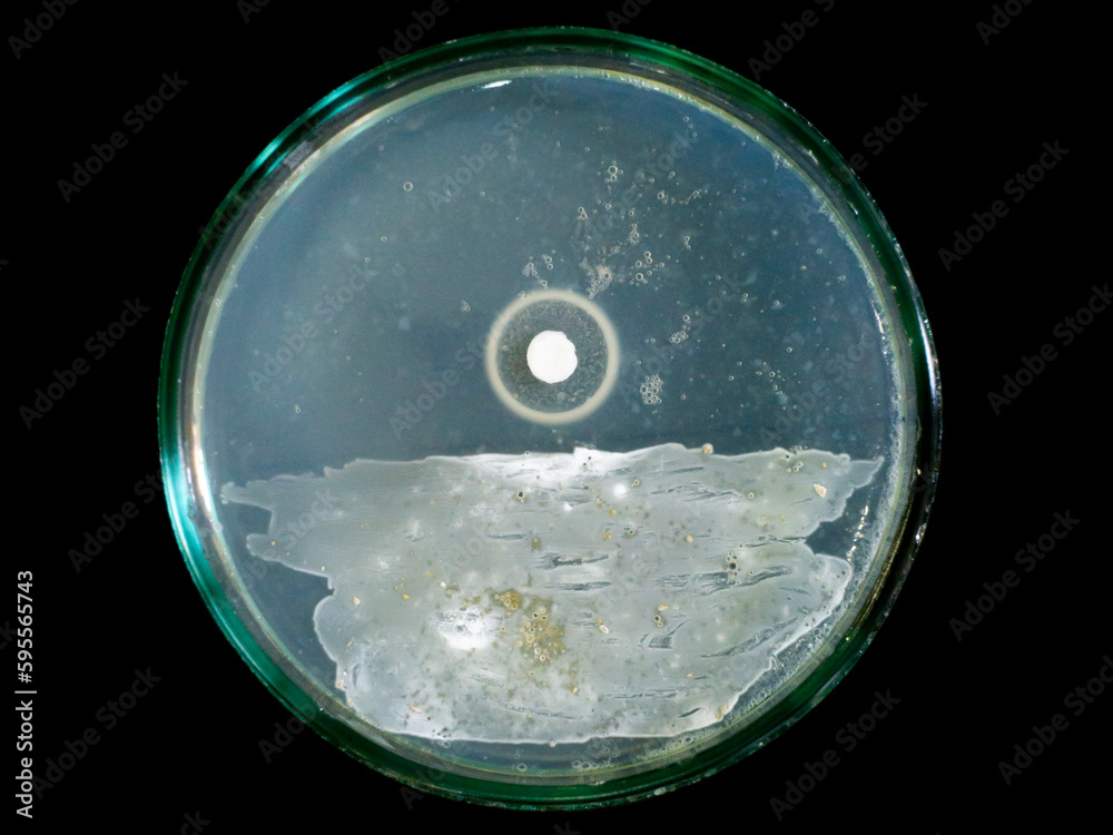 Fototapeta premium Petri dish isolate with bacterial colonies and antibiotic test, petri dish on black background.