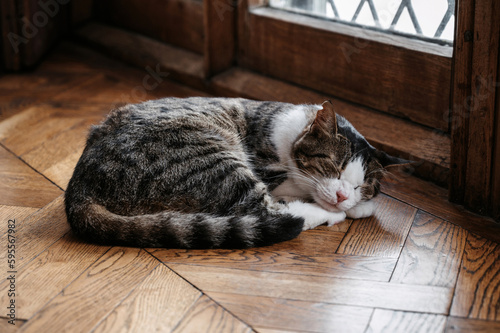 A spotted street cat lying on a wooden floor. Gurzuf cats