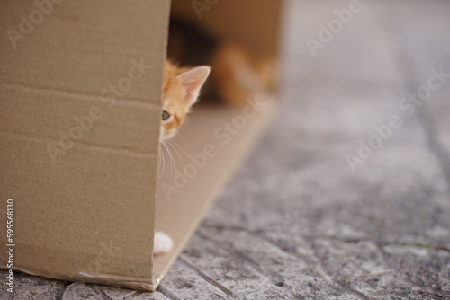 Ginger kitten spying out from behind a cardboard box