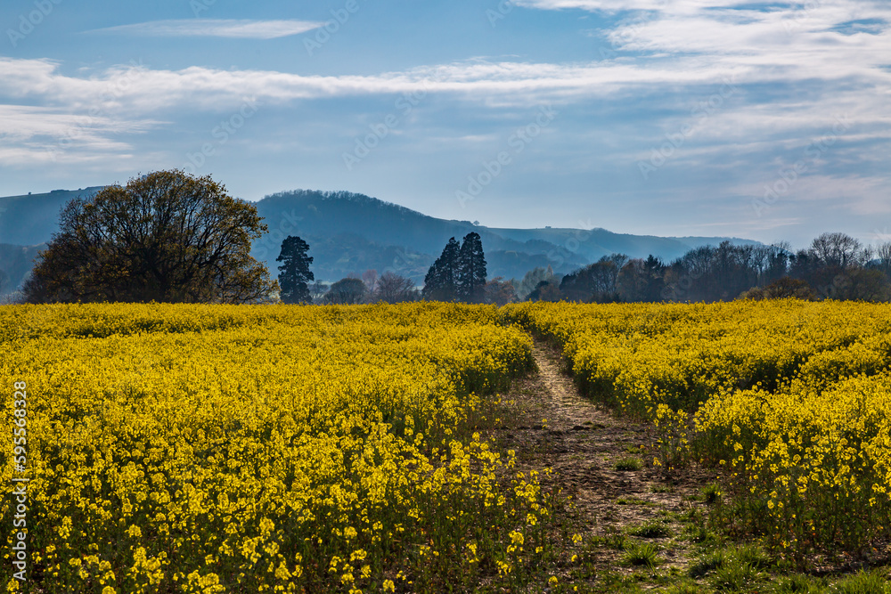 Looking over a field of oilseed rape in the Sussex countryside, with the South Downs hills behind