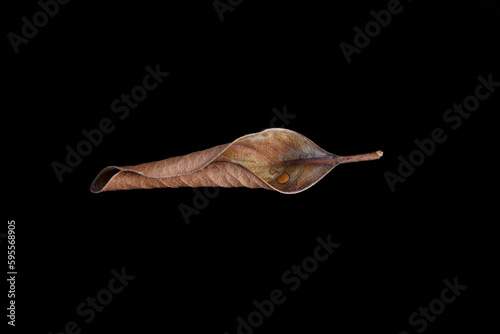 Dry Magnolia Leaf, Autumn
