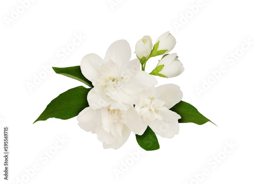 Obraz na płótnie Jasmine flowers and leaves in a floral arrangement isolated on white or transpar