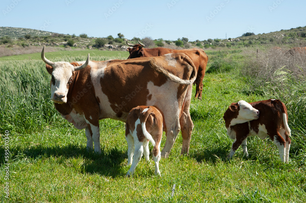 Herd of cows on a summer pasture.