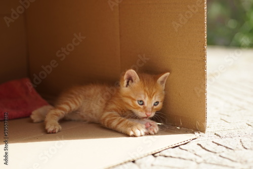 Ginger kitten rest in cardboard box at sunny day outdoor