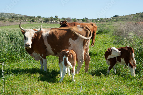 Herd of cows on a summer pasture. © grafnata
