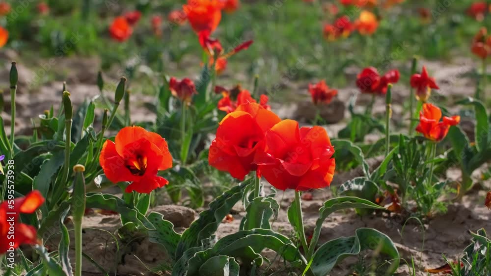 Wild Red Data Book tulips Greig in the fields of Kazakhstan. Spring flowers under the rays of sunlight. Beautiful landscape of nature. Hi spring. Beautiful flowers on a green meadow. Wild Red Data Book tulips Greig in the fields of Kazakhstan. Spring flowers under the rays of sunlight. Beautiful landscape of nature. Hi spring. Beautiful flowers on a green meadow.