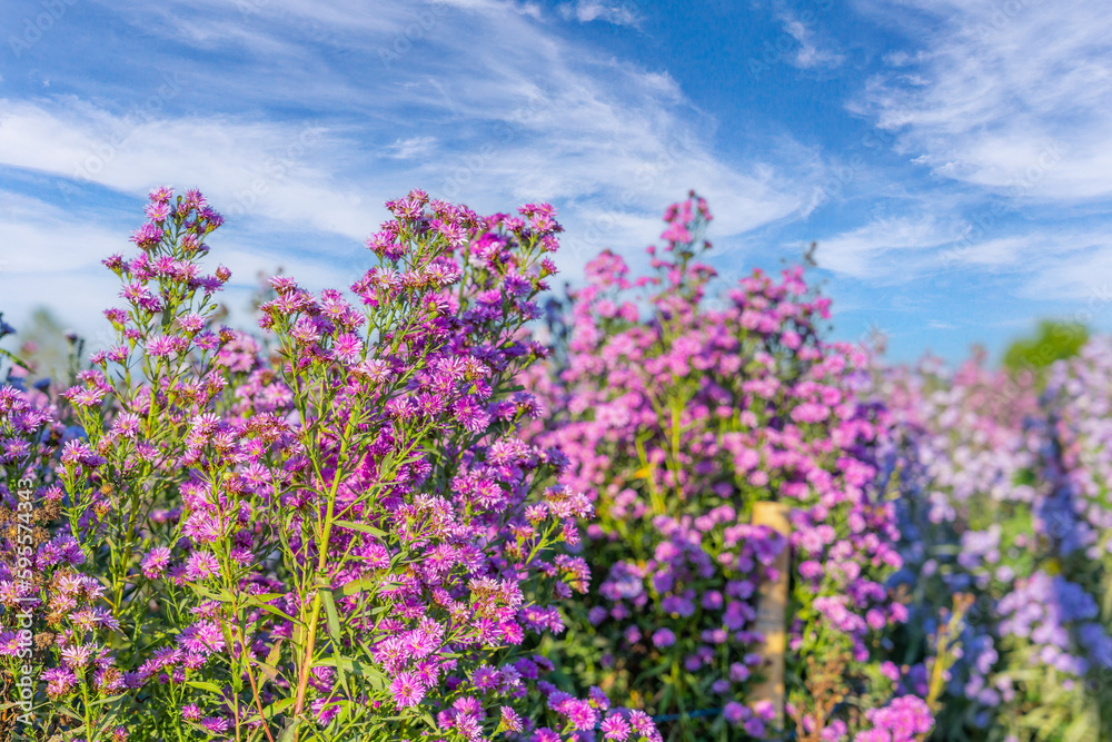 Fototapeta premium The purple and white margaret flower blooming in the garden.