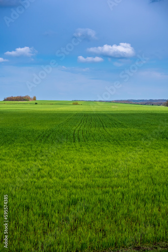 Green field and blue sky with clouds © Predrag