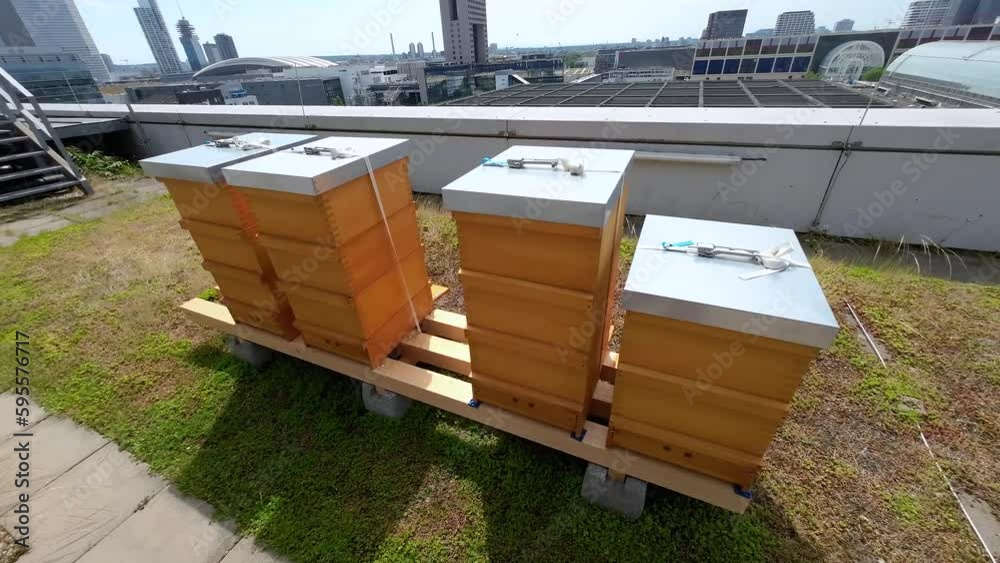 Raising bees on the roof of a building in urban conditions. Care for urban ecology. Check the purity of city air through bees. Urban ecology Raising bees on the roof of a building in urban conditions. Care for urban ecology. Check the purity of city air through bees. Urban ecology