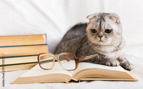 Reader cat. curious gray scottish fold cat lying on open book and looking attentively on pages