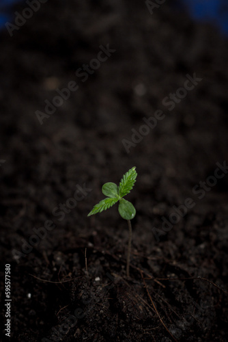 Marijuana, Marijuana cultivation, soil cultivation, seedling process medical marijuana agricultural technology