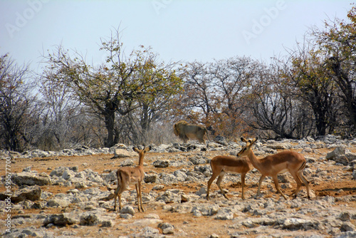 In the foreground are several springbok antelopes in the savannah, not in the background is a lion walking away. Etosha National Park, Africa