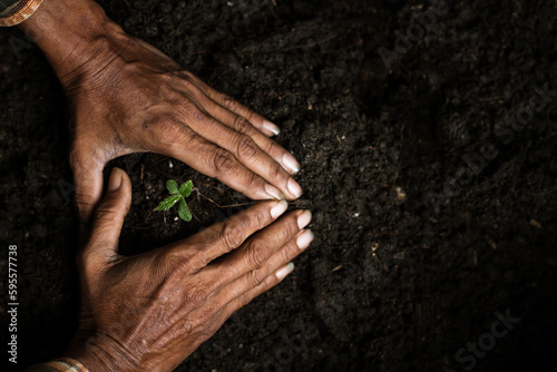 Marijuana, Marijuana cultivation, soil cultivation, seedling process medical marijuana agricultural technology