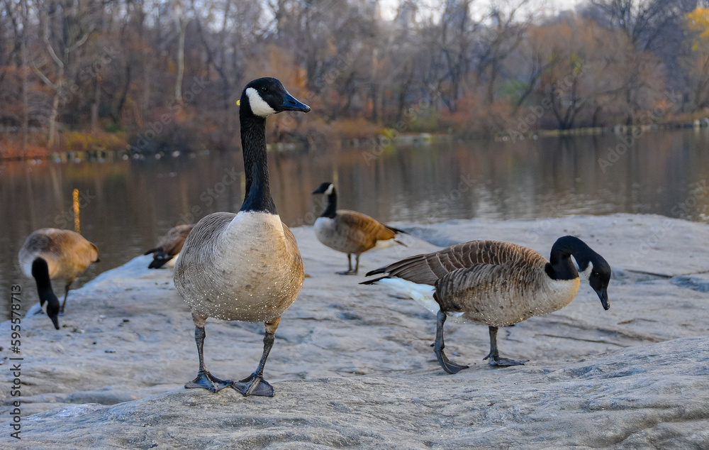 Fototapeta premium The Canada goose (Branta canadensis), birds rest in the lake in Manhattan Park, New York
