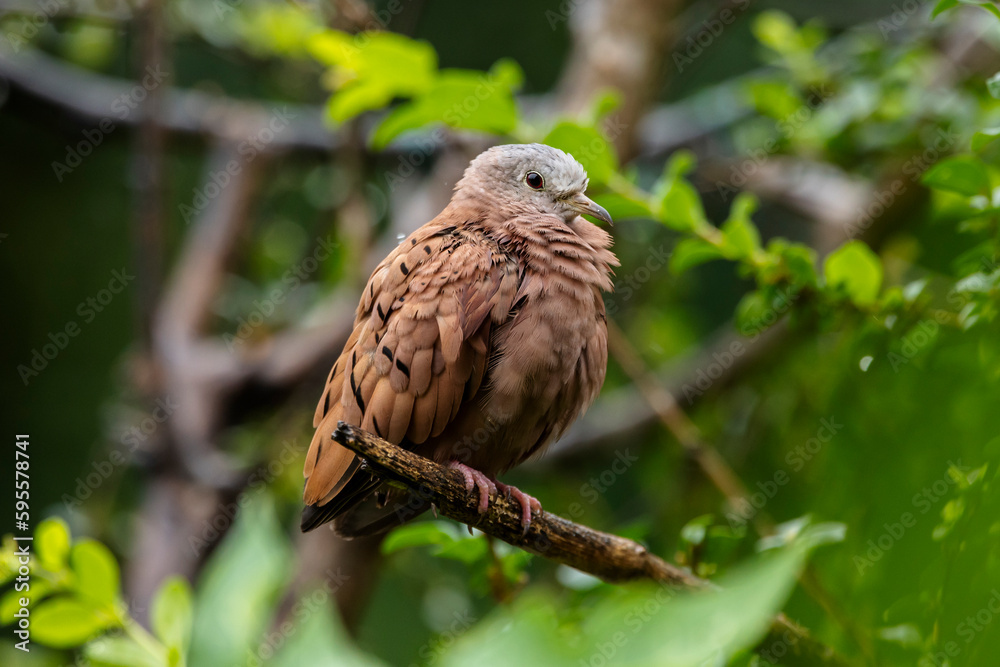 A Ruddy ground-dove as know as Rolinha perched on a branch. Species Columbina talpacoti. Animal world. Birdwatching. Birding A Ruddy ground-dove as know as Rolinha perched on a branch. Species Columbina talpacoti. Animal world. Birdwatching. Birding