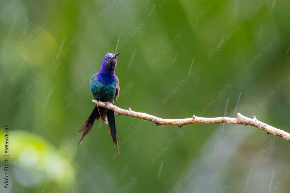 The swallow-tailed hummingbird perched on a branch under rain. Species Eupetomena macroura also know as Beija-flor Tesoura. Birdwatching. Animal World.Bird lover. Birding. The swallow-tailed hummingbird perched on a branch under rain. Species Eupetomena macroura also know as Beija-flor Tesoura. Birdwatching. Animal World.Bird lover. Birding.