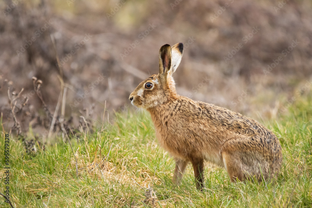 Fototapeta premium March Hare