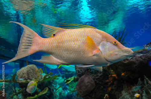 Hog fish (Lachnolaimus maximus), adult tropical fish in marine aquarium photo