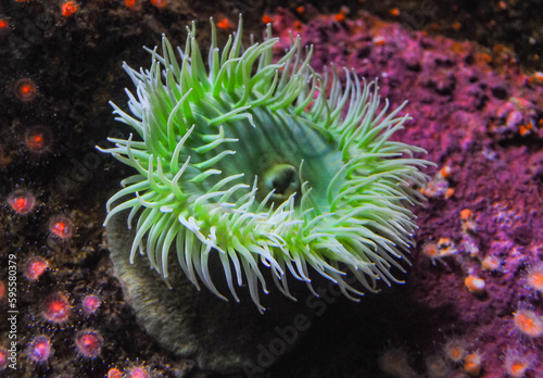 Giant Green Anemone or ( Anthopleura sp.) in a marine aquarium