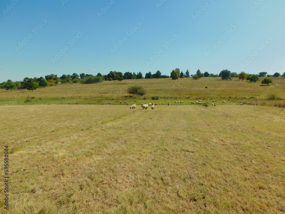 A dull golden and light green colored hay field with rows of green trees in the far distance on the horizon under a blue sky with speckles of animals grazing the distance