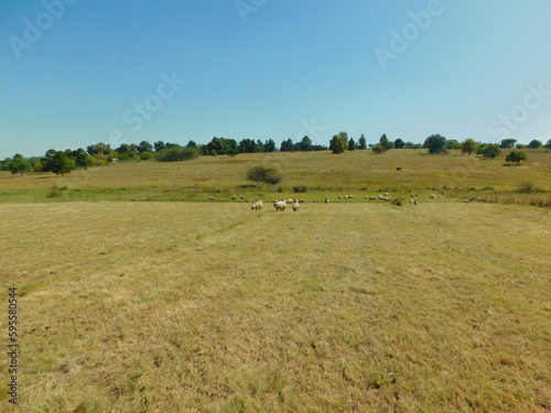 A dull golden and light green colored hay field with rows of green trees in the far distance on the horizon under a blue sky with speckles of animals grazing the distance