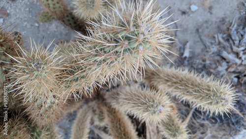 Cactus BAnza Borrego Desert California photo