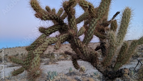 Cactus 2 - Anza Borrego Desert California photo