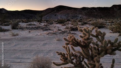 Cactus at Dusk - Anza Borrego Desert California photo