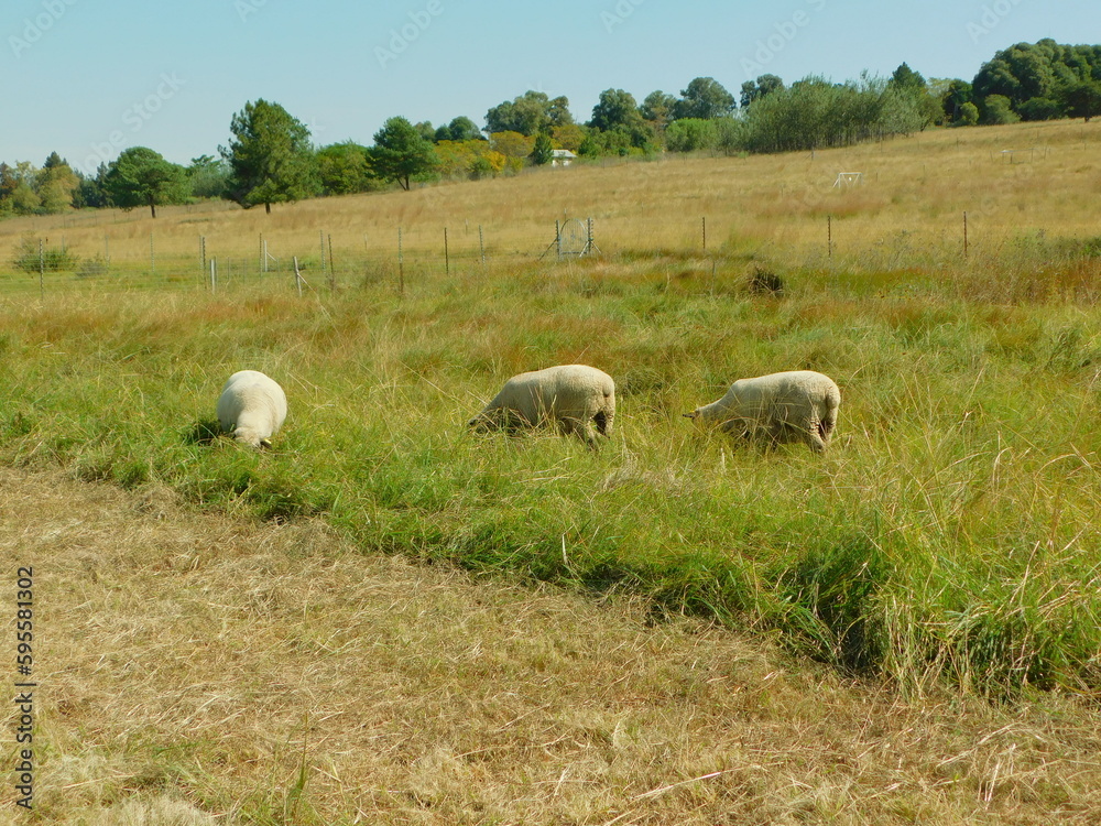 A flock of Hampshire Down sheep grazing in a bright green grass field with rows of bushy leafy green trees on the horizon under a blue sky