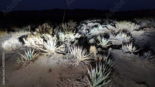 Anza Borrego Desert California Night Scene #2. photo