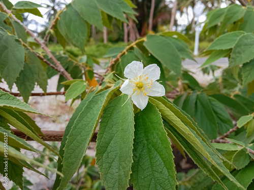 White flowers of Jamaican cherry or Kersen flowers (Muntingia calabura). Jamaican cherry flowers blooming on the trees. photo