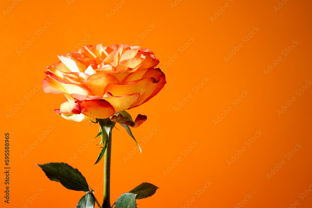 Rosa con striature arancioni in primo piano su sfondo arancione - obrazy, fototapety, plakaty 