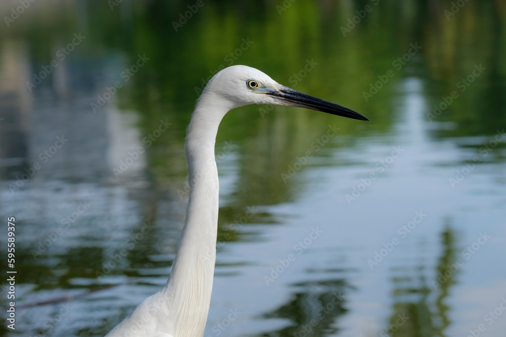 Portrait of little egret, Egretta garzetta Portrait of little egret, Egretta garzetta