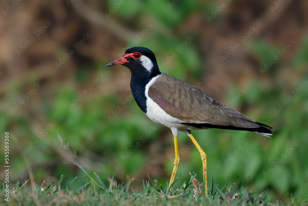 Red-wattled lapwing or large plover, side view Red-wattled lapwing or large plover, side view