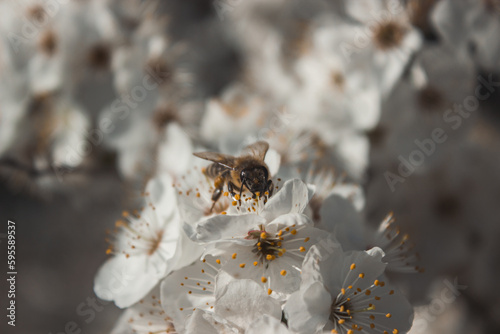 A bee on a flowering tree 1 © BattleGhost
