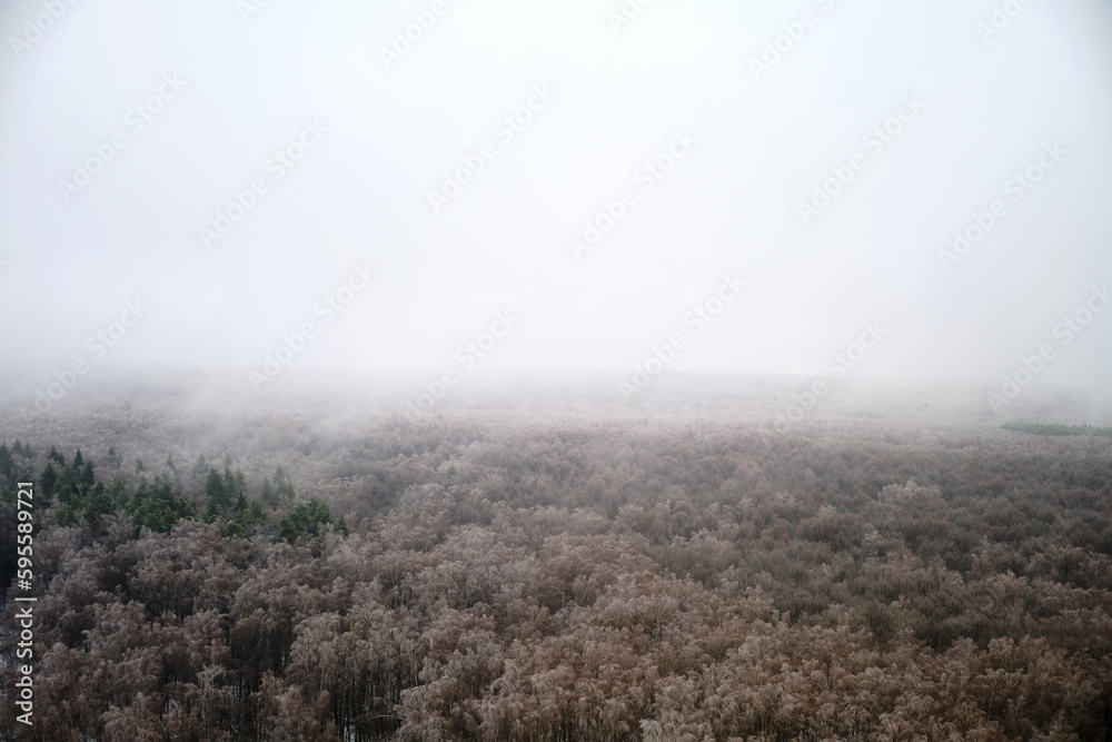 Snow storm over a forest with trees without foliage